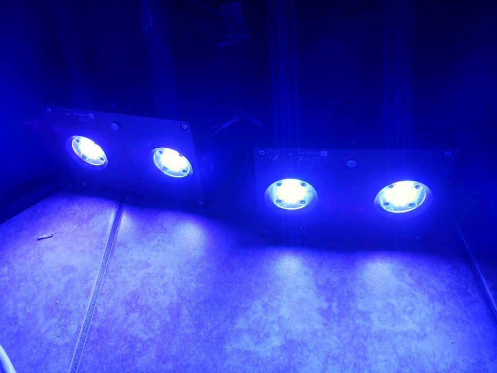 Saltwater Reef Lights