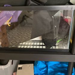 Fish pet tanks