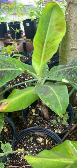 Banana Plants