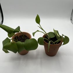 Two Small Terracotta Pots With Live Ivy Plants