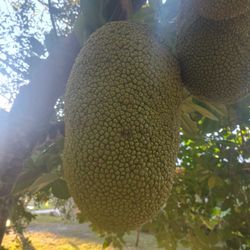 Big And Beautiful Jackfruit