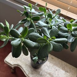 Jade Plant In Black Pot
