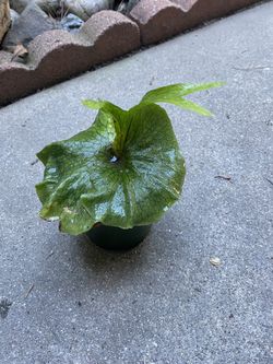 Superbum Staghorn