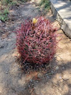 Large Fish Hooked Barrel Cactus 