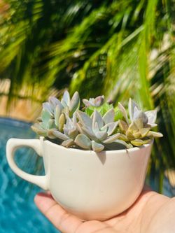 Mini cup of succulents