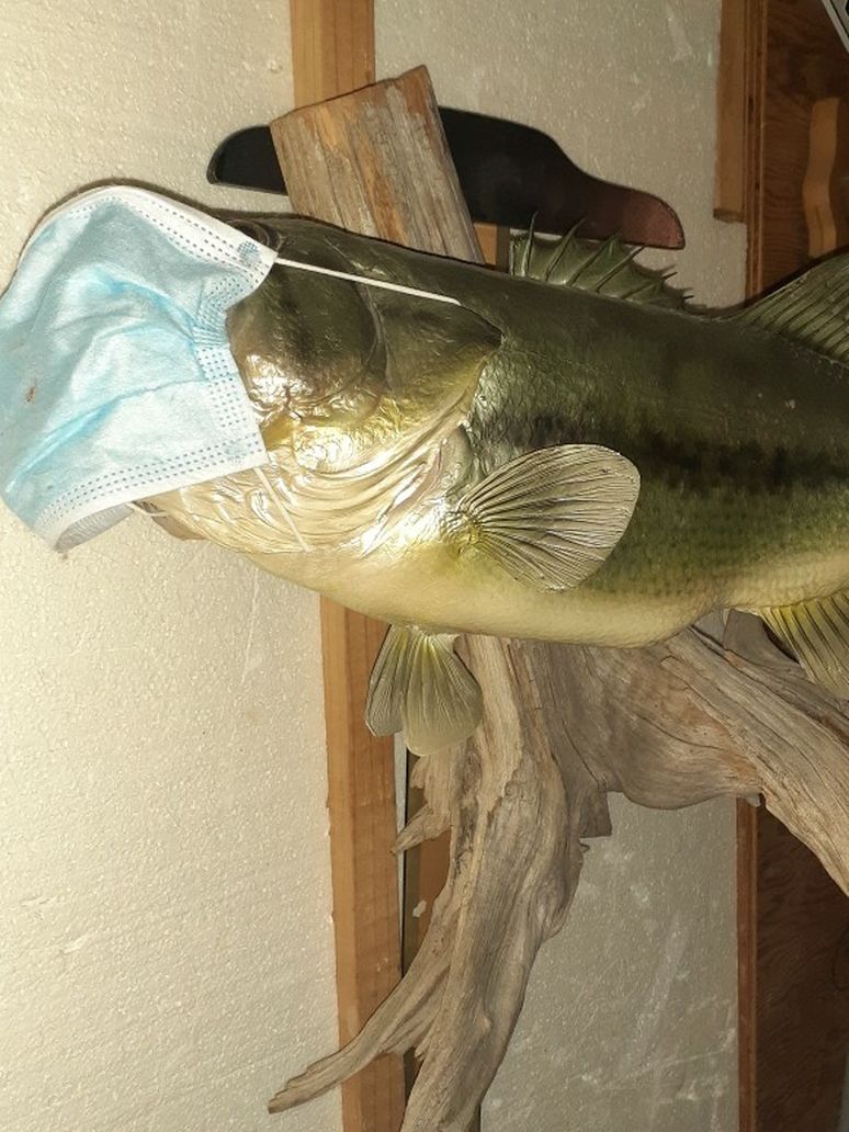 Taxidermy Bass 24 "