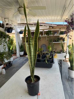 Golden edge snake plant