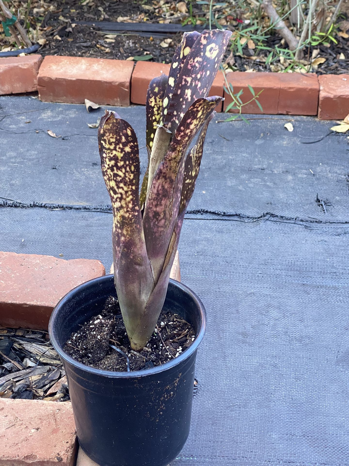 Snake Plant