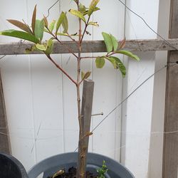 Guava 