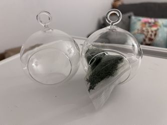 Terrarium orbs 