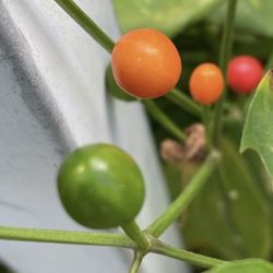 Plants Chile Chilpitin. $10. Each 