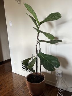 50 Inch Tall Plant With Pot