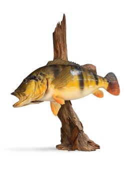2 Trophy Fish