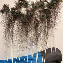 Peacock Feathers