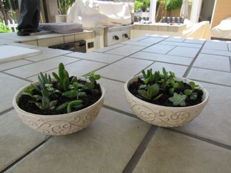 Pair Of Beige/Brown Print Garden Pots With Succulents