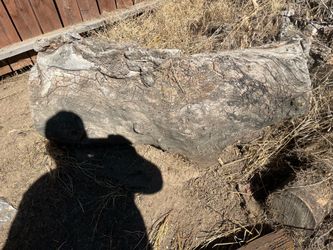 Free Pecan tree logs