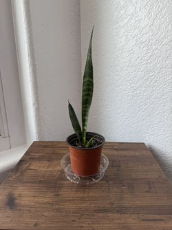 9” Snake Plant