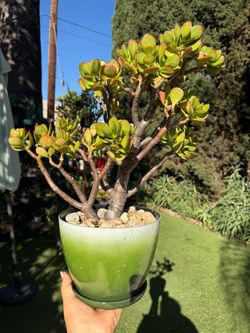 Gorgeous jade tree