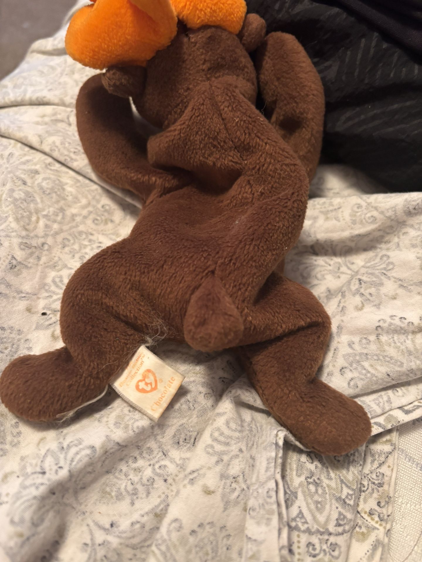 Chocolate The Moose