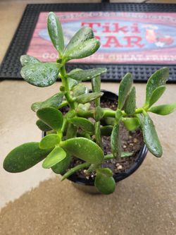 Succulent In a 1 gallon pot.