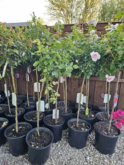 Large Tree Rose Plants Almost 6' Tall ARRIVE, BEAUTIFUL AND HEALTHY. $60 each