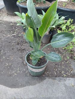 Bird Of Paradise (3GL)