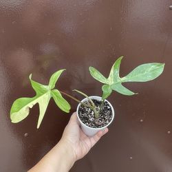 Variegated Philodendron Florida Beauty New Leaf On The Way