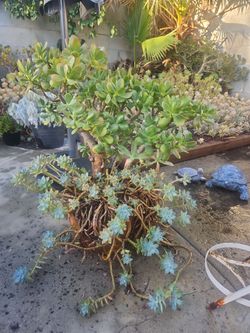 Plants