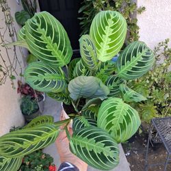 Lemon Lime Maranta Prayer Plant $18