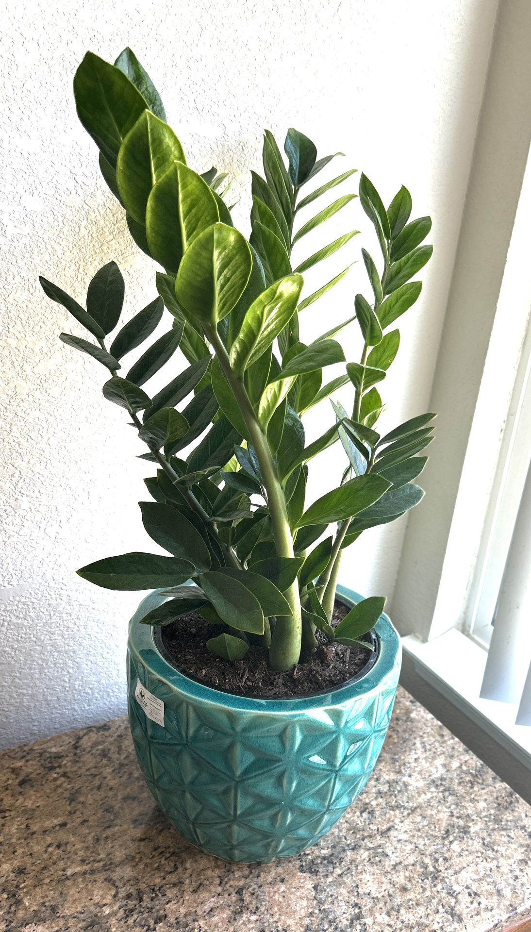 Stunning ZZ- plant-Free delivery within 3 miles