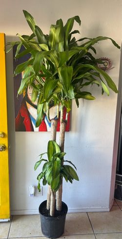 Large Dracaena Corn Plant in Black Pot