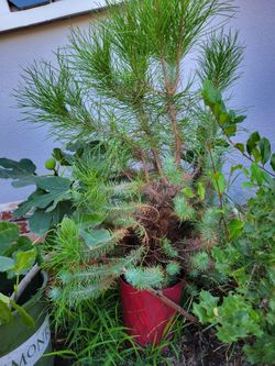 Pine   Tree