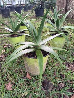 Plants