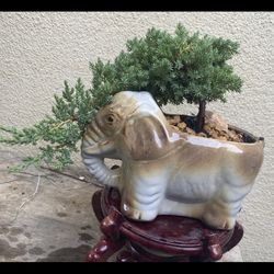 Bonsai Plans For Sale $55 Each Few To Choose From