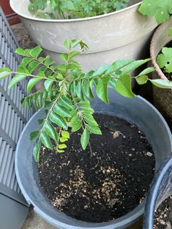 Curry Plant