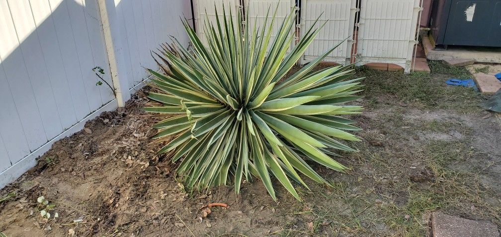 Fresh Cut Yucca Plants. Several Pups, Small, Medium And A Large One.