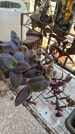 Plant