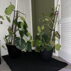 Monstera (Swiss Cheese) Plants For Trade.