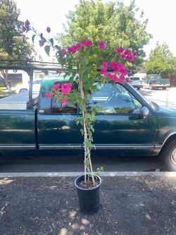 bougainvillea plant