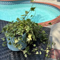 Variegated Ivy In Blue Ceramic Pot