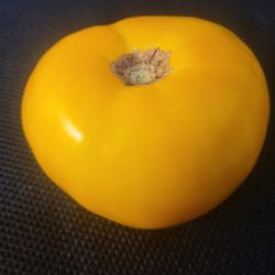 Organic Yellow Brandywine Heirloom Tomato Plants! Available now! 