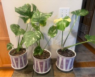 Thai constellation Monstera