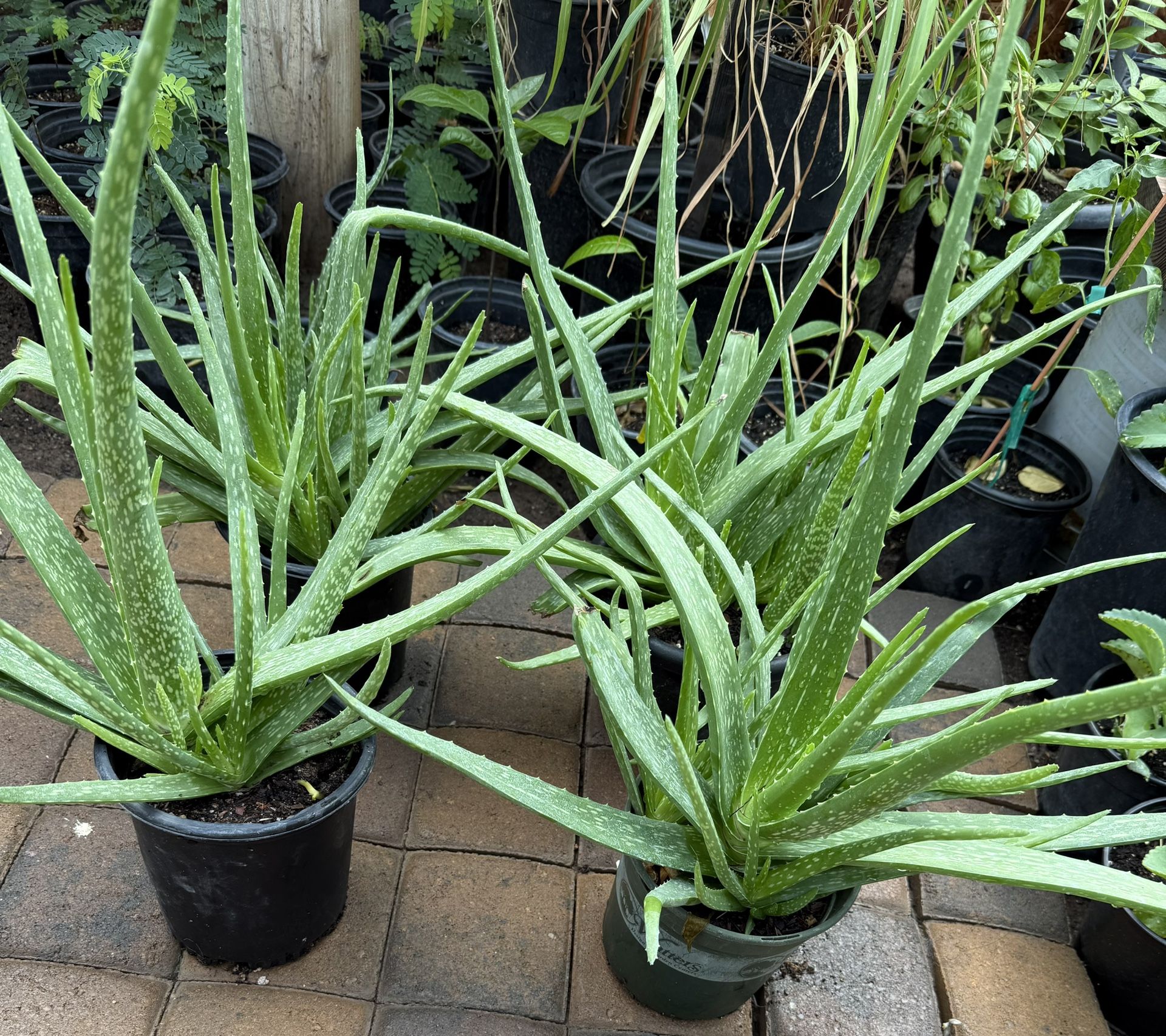 Aloe Vera Plans Each pot has many plants In One Gallon $20 Each