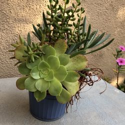 Succulents Arrangement