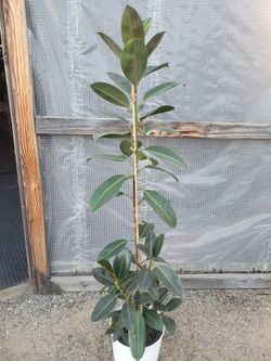 Rubber Plant 4.5 ft tall 8" Nursery Pot
