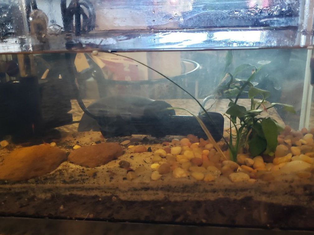 2.5 Gallon Aqueon Rimless Fish Tank Setup