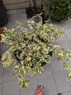 Bougainvillea in plastic barrel