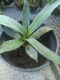Succulent- Agave americana,