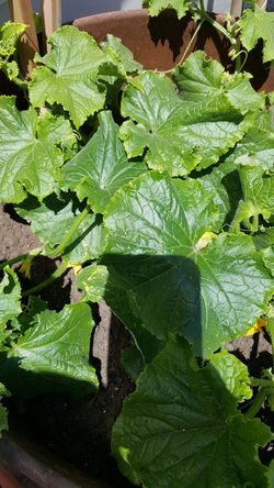 Plant cucumber organic