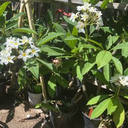Muy Hermosas Las Plumerias 